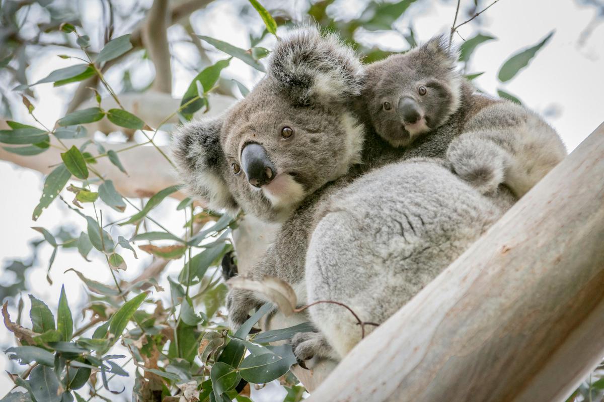 Koala and Joey, Phillip Island Koala Reserve