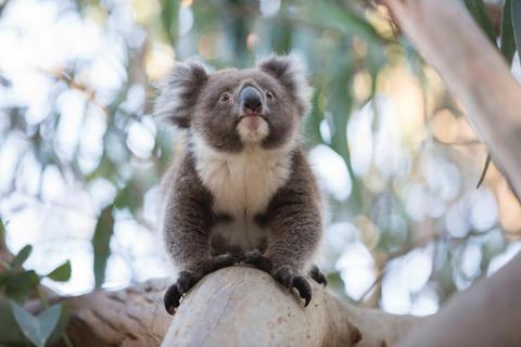 Koala
