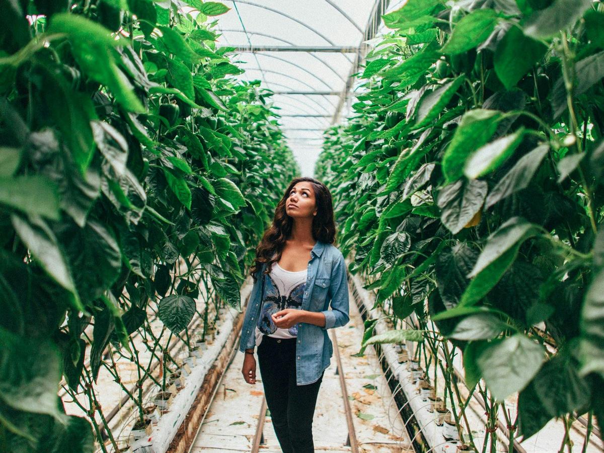 Gateway Estate operates a Hydroponic Greenhouse with Capsicums