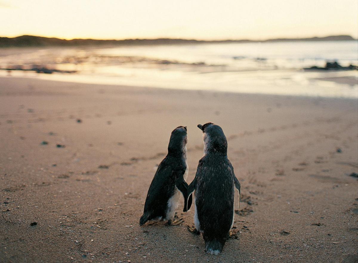 Phillip Island Penguins