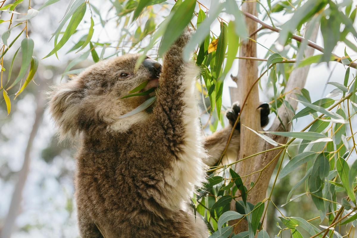 Phillip Island Nature Parks Koala Conservation