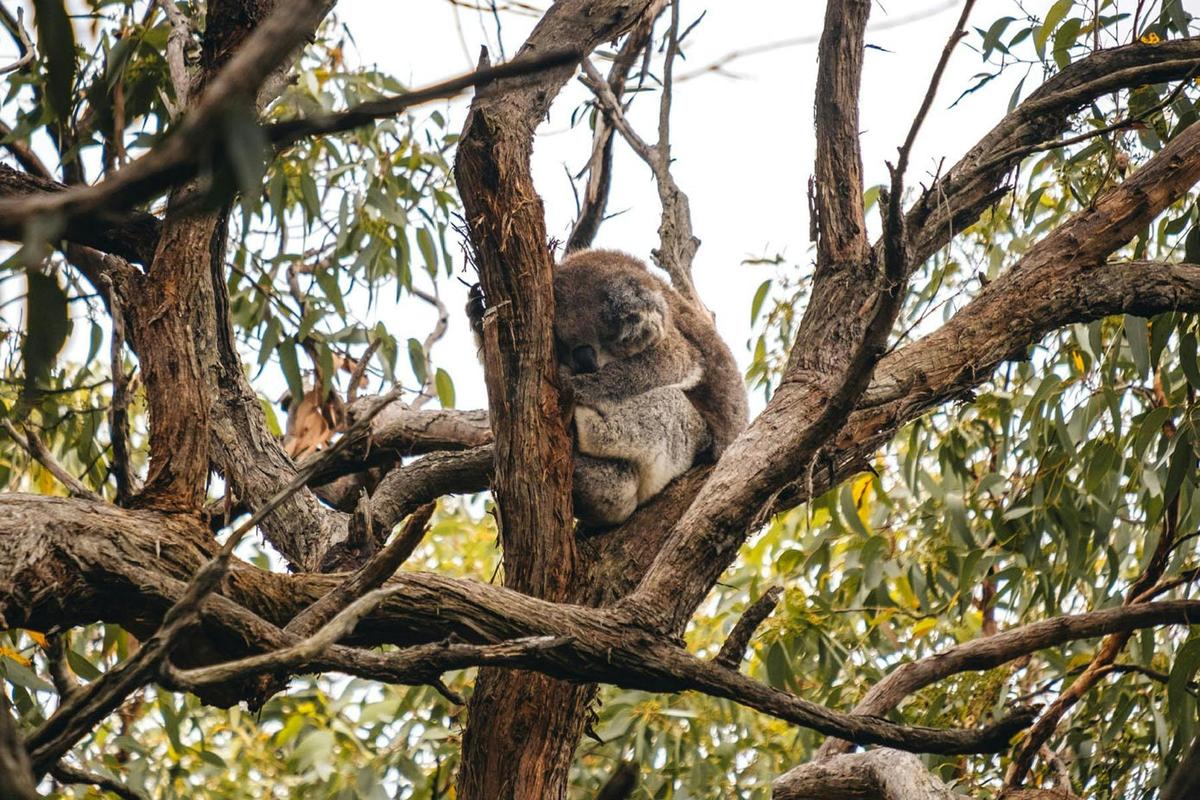 Twelve Apostles Signature Walk