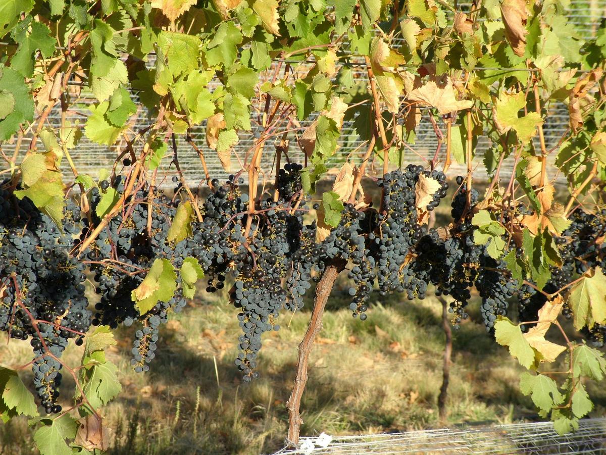 Merlot Vines