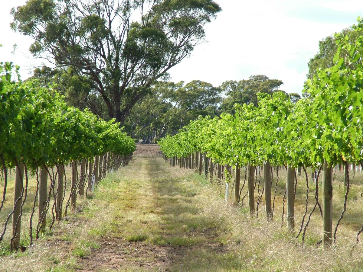 Mature vines