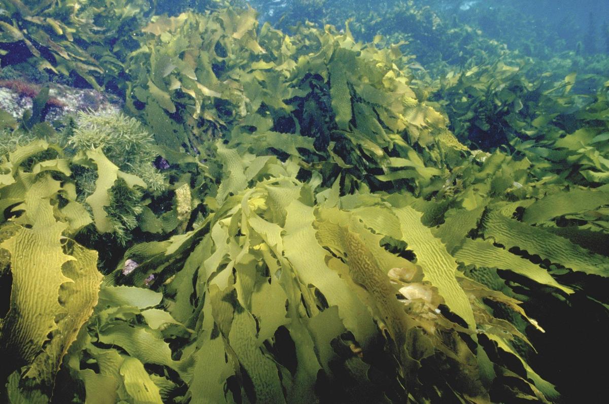 Generic Parks Victoria - Kelp