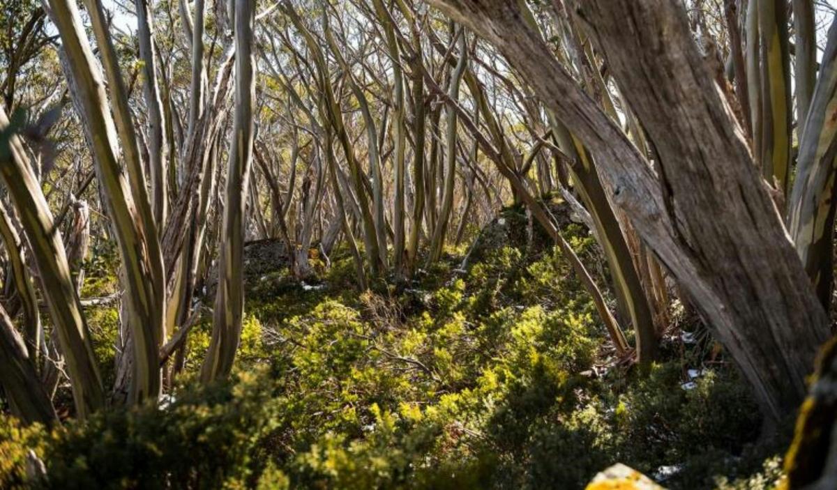 Baw Baw National Park