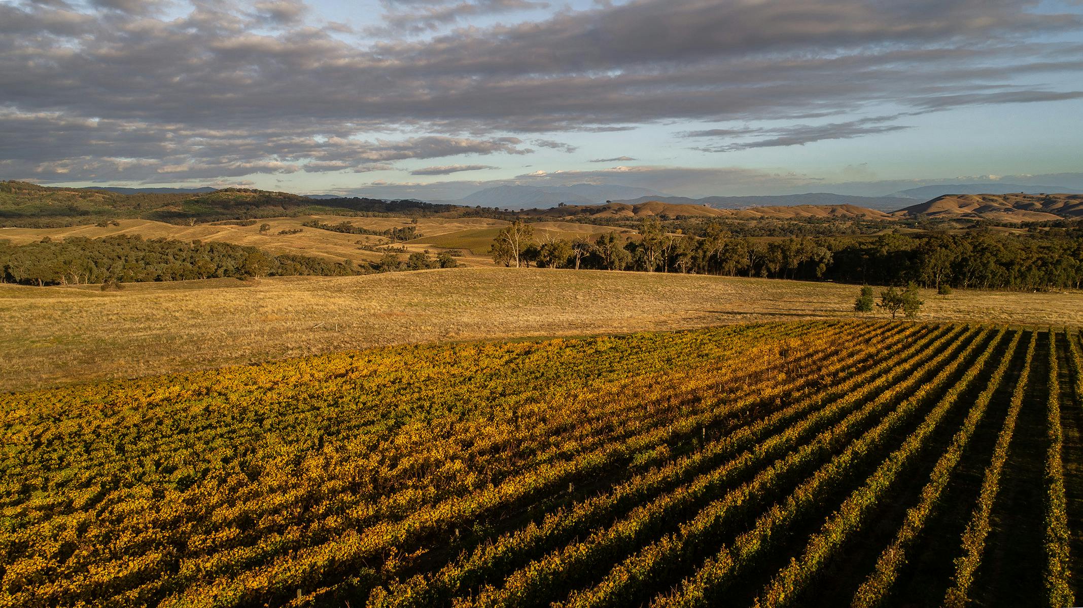 Beechworth Vineyards