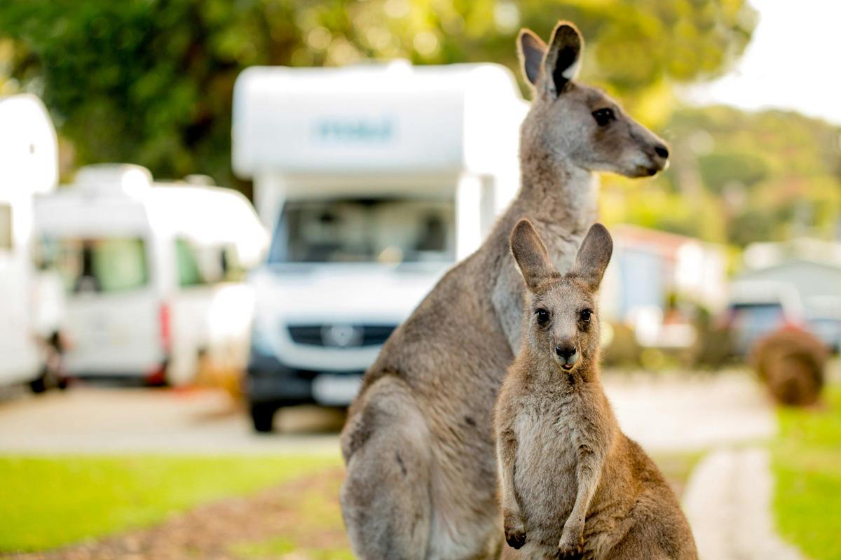 BIG4 Anglesea Holiday Park
