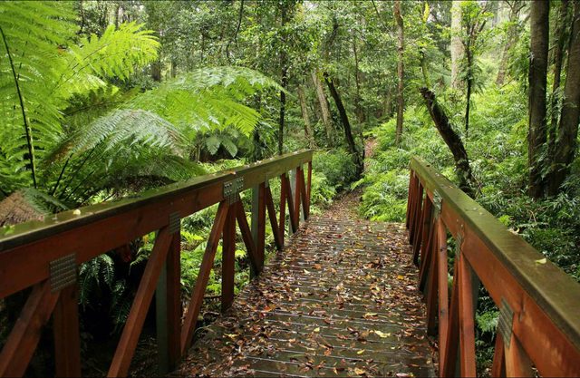 Goodenia Rainforest Walking Track