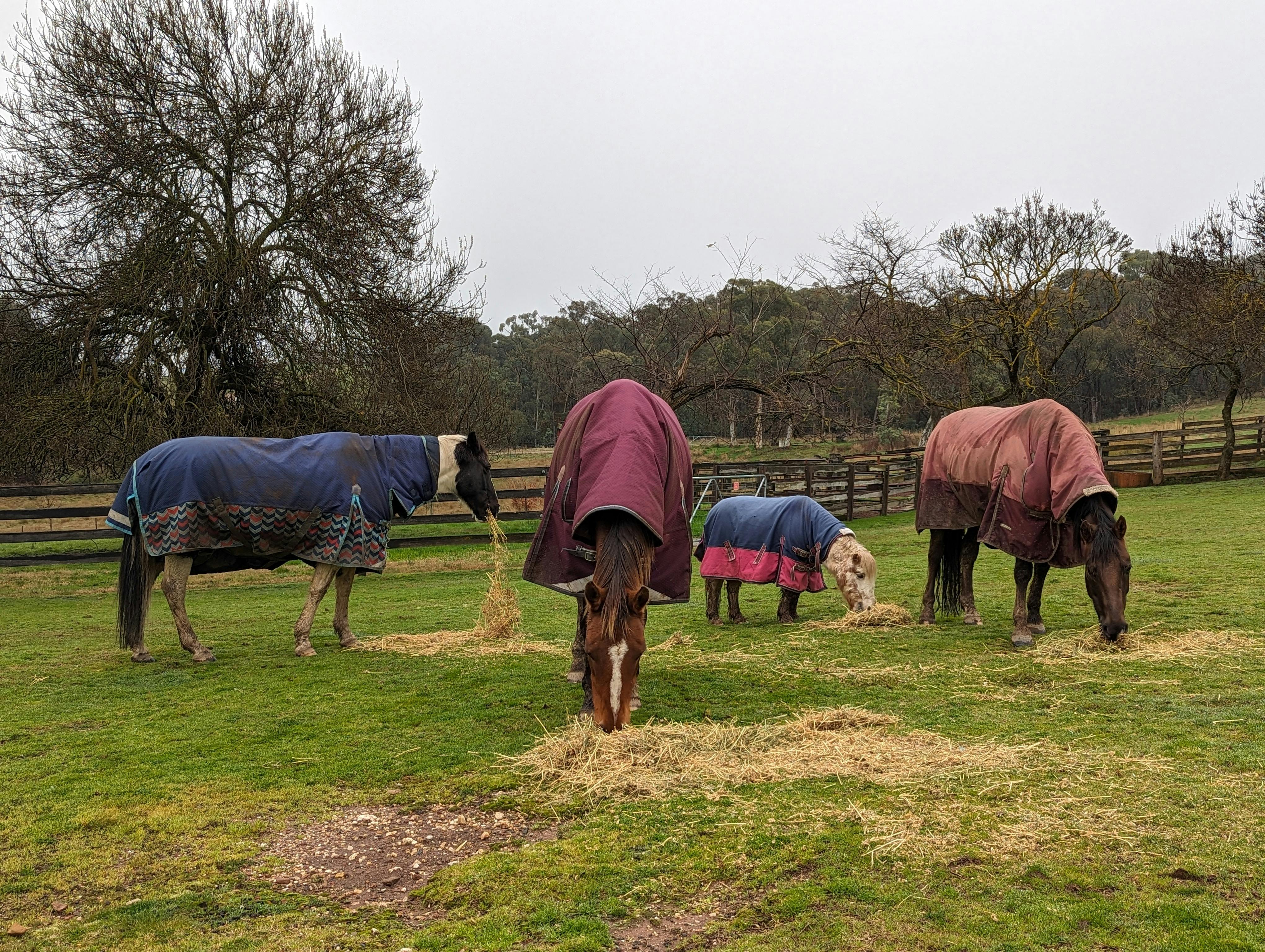 Our four horses enjoying some hay.