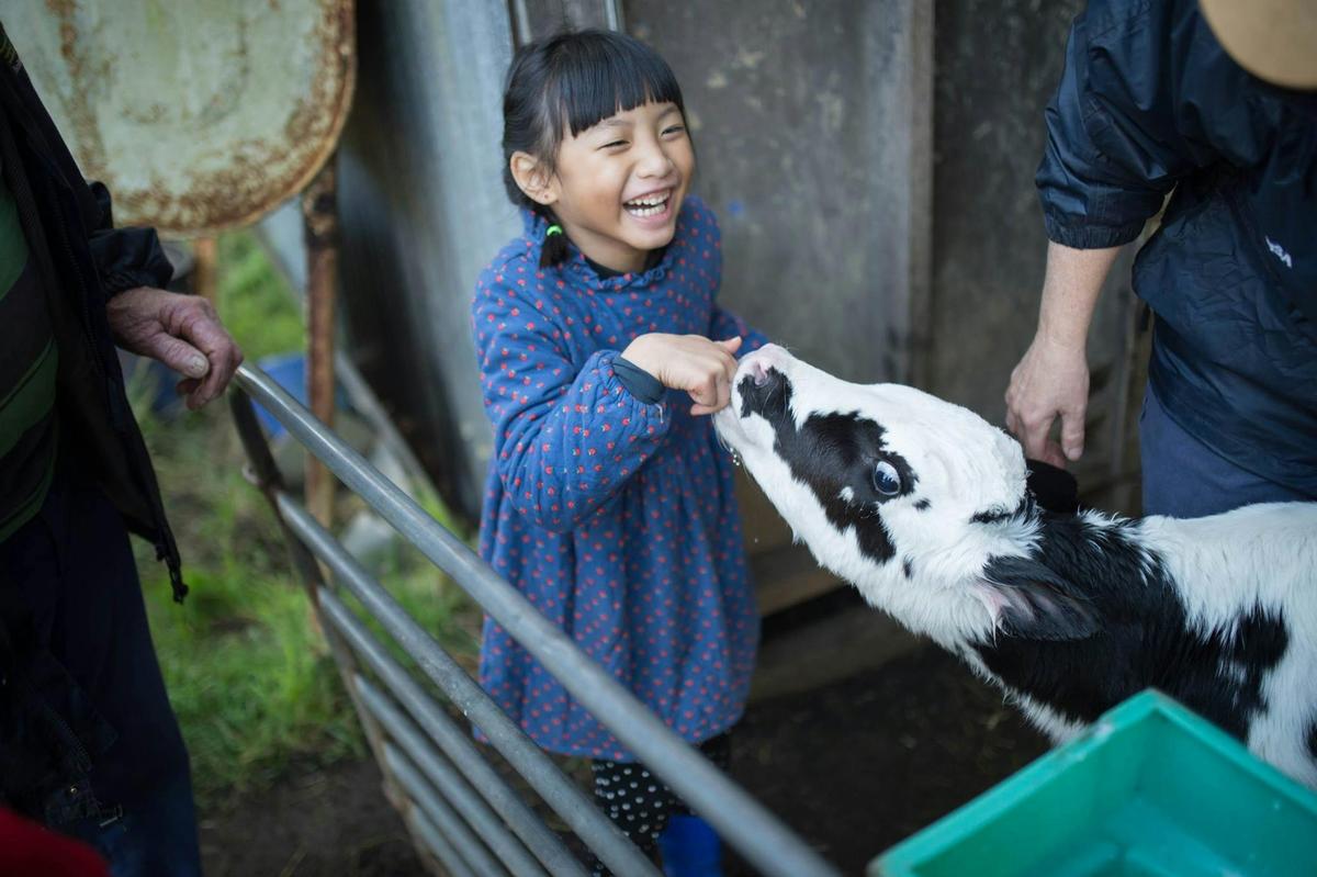 Guests Hand Feeding Calves