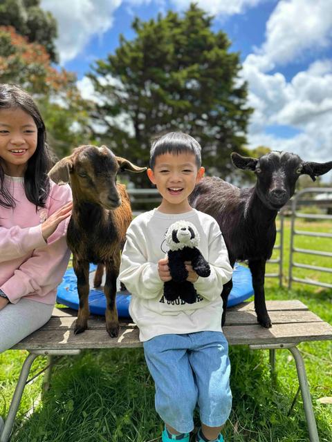 Goats playing with guests