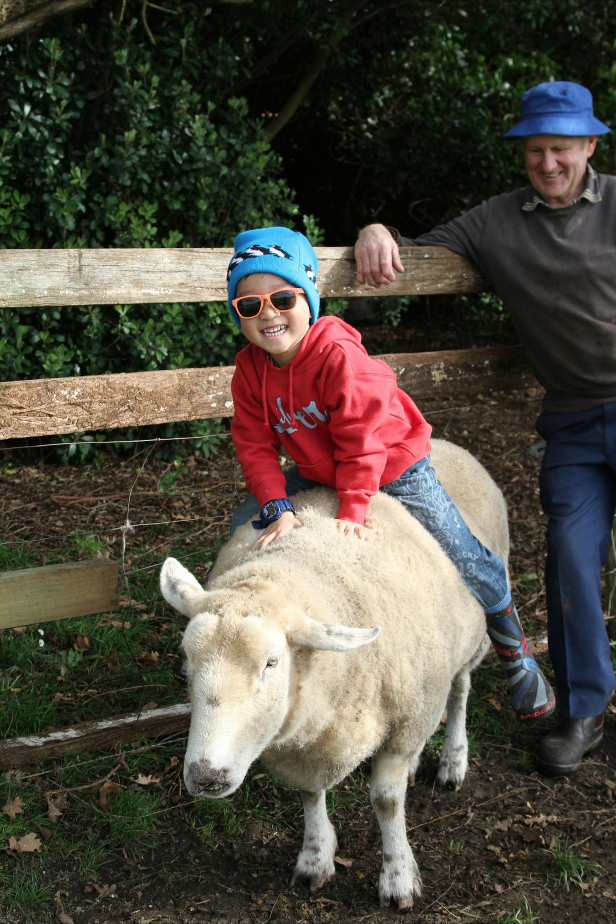 Hey Ewe!