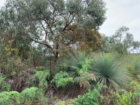 Bats Ridge Wildlife Reserve