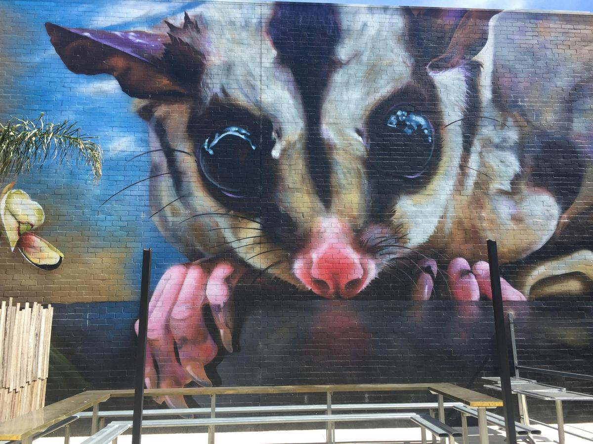 Squirrel glider