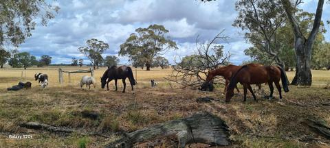 Bellview Connection Equine Assisted Therapy and Counselling