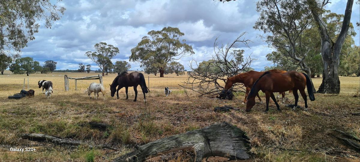 Horses in the creek