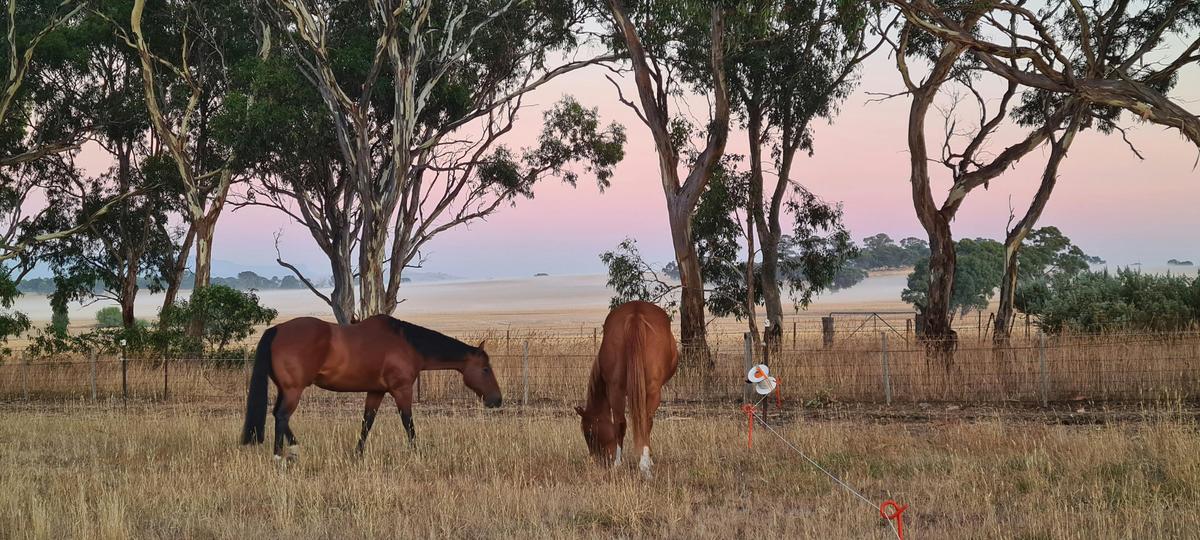 Horses & Nature