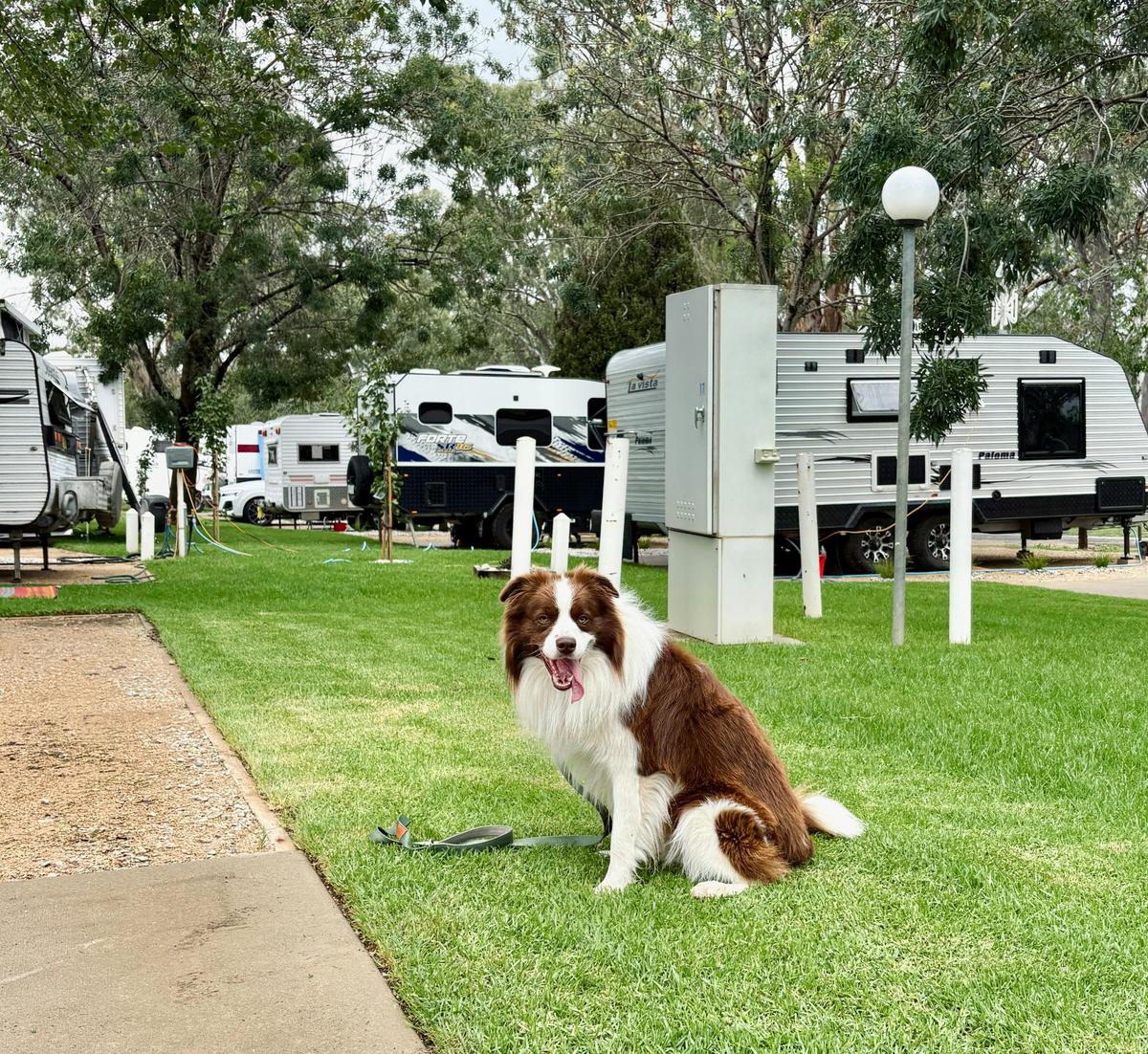 Miles the Dog checking out the NEW caravan and motorhome powered sites at Rutherglen  Holiday Park