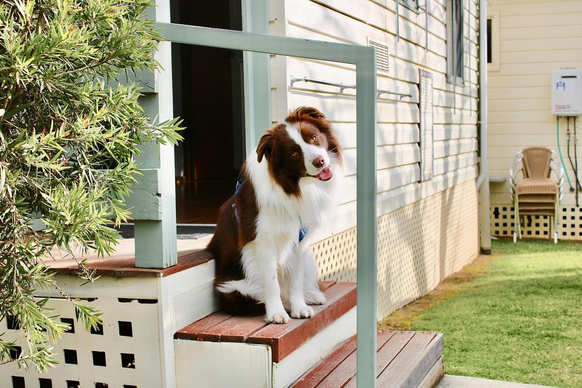 Pet Friendly Cabin