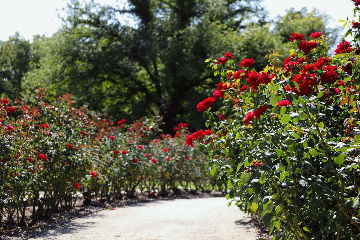 Rose Gardens