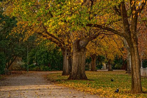 Benalla Botanical Gardens