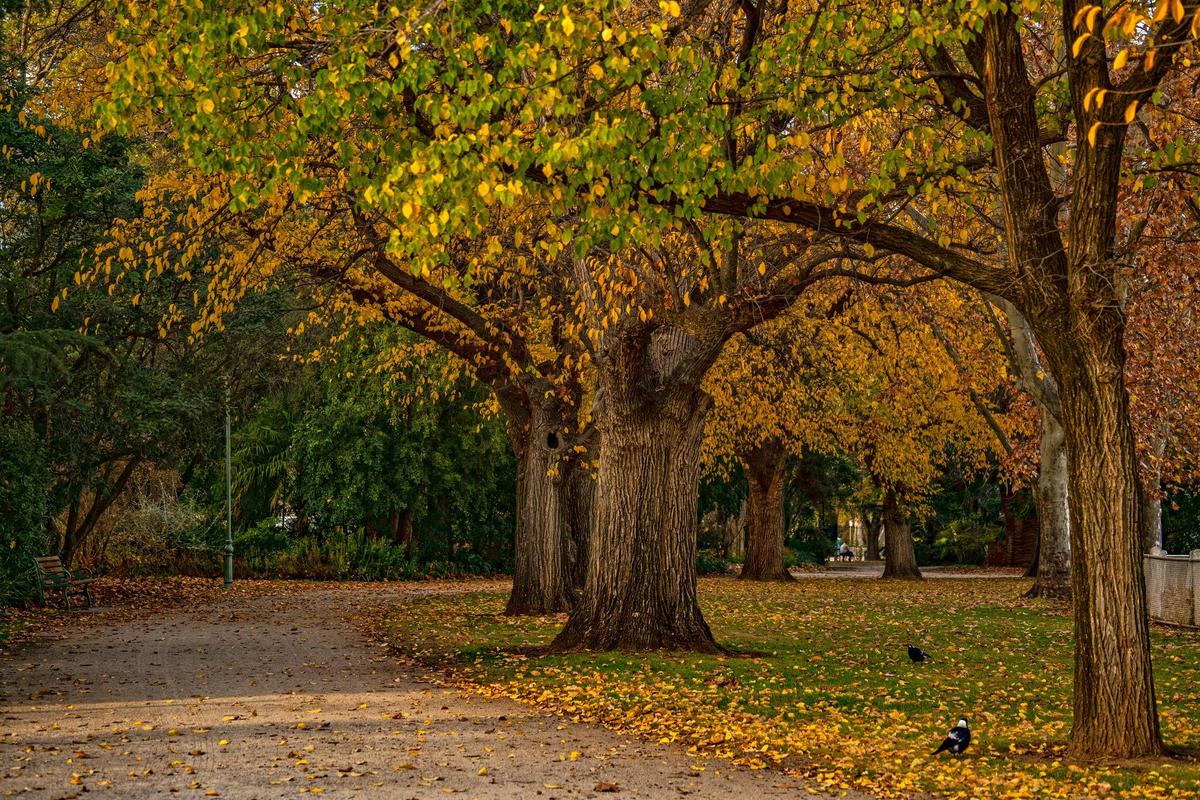 Autumn Colours of Benalla Botanical Gardens