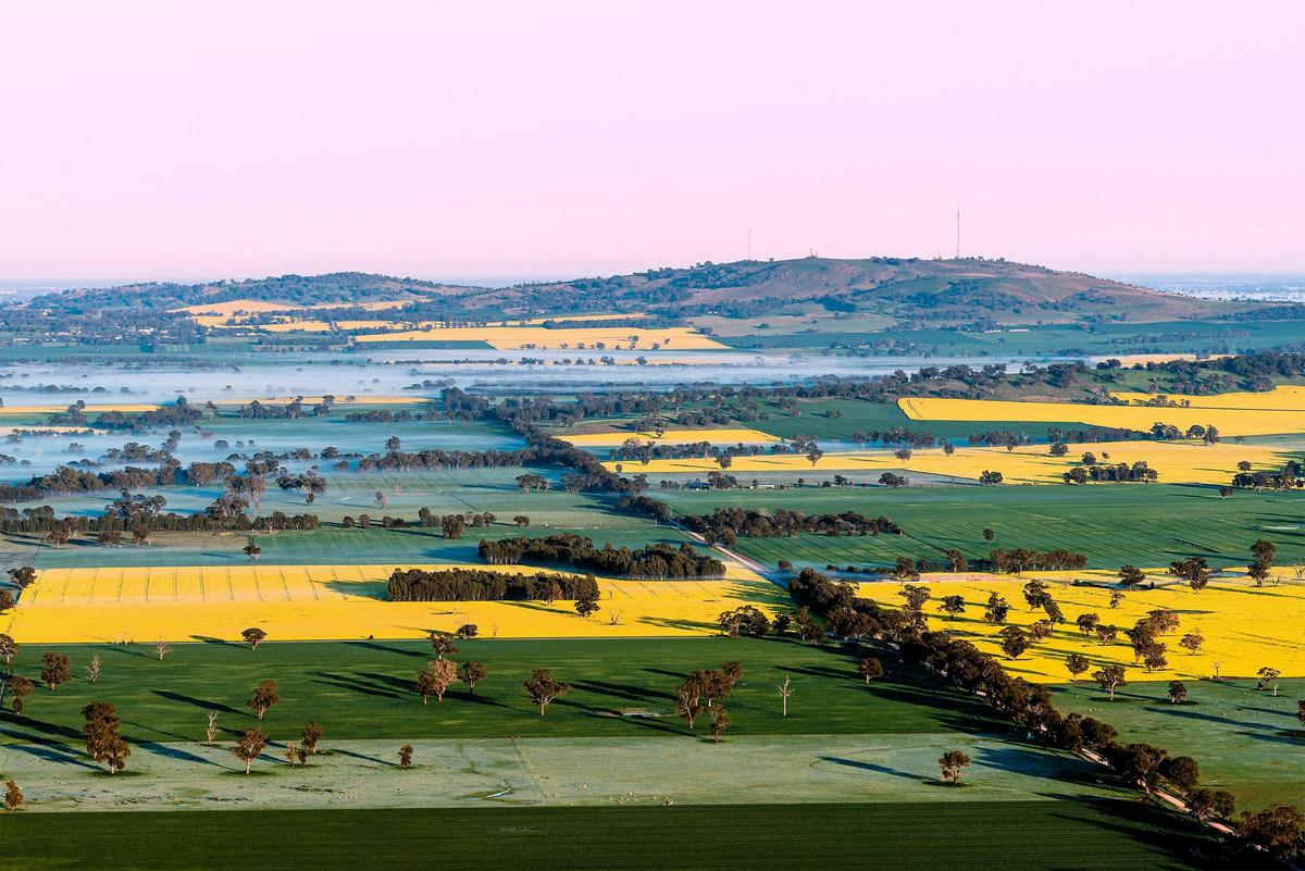 Canola fields, Goldrush Ballooning, Benalla