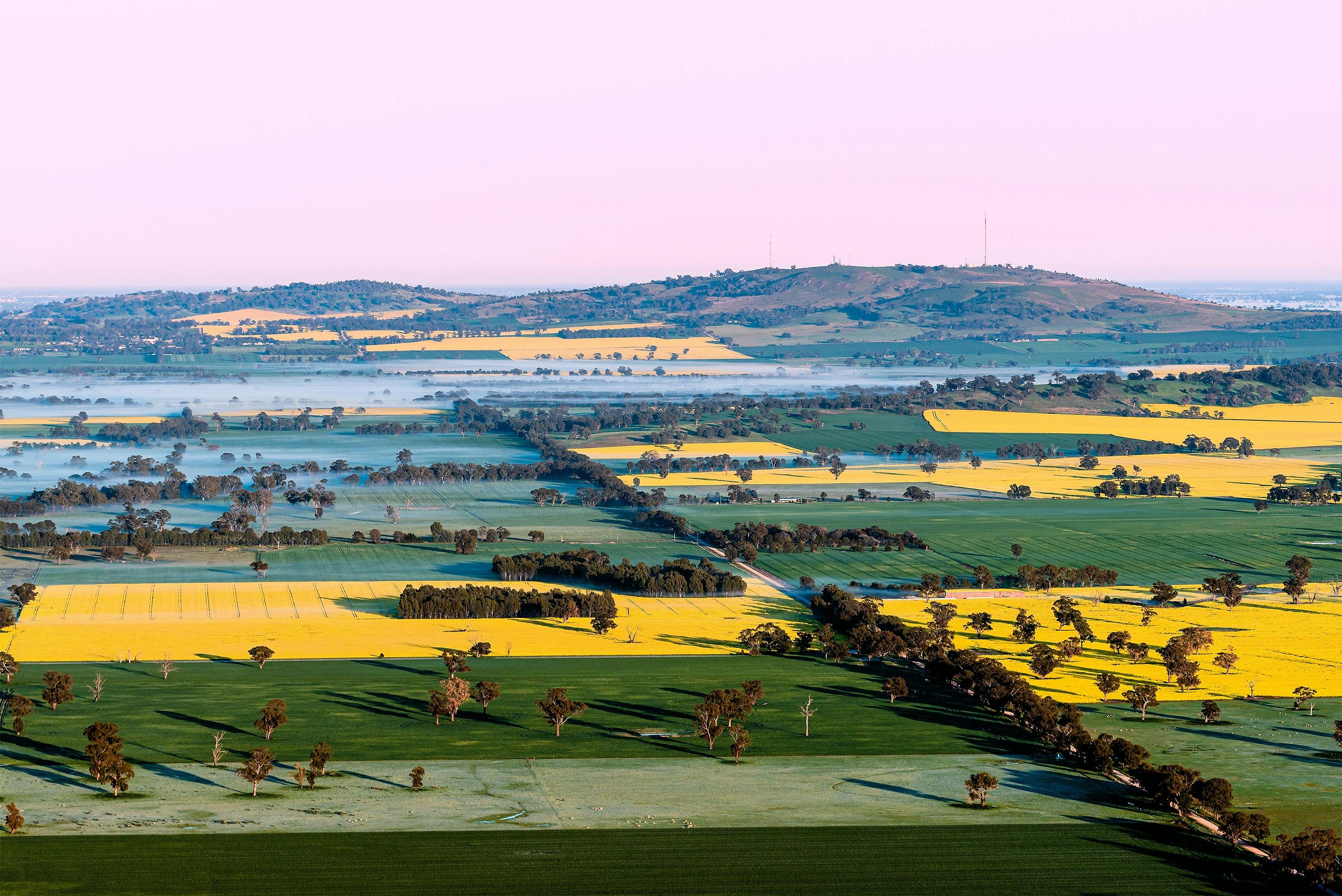 Canola fields, Goldrush Ballooning, Benalla