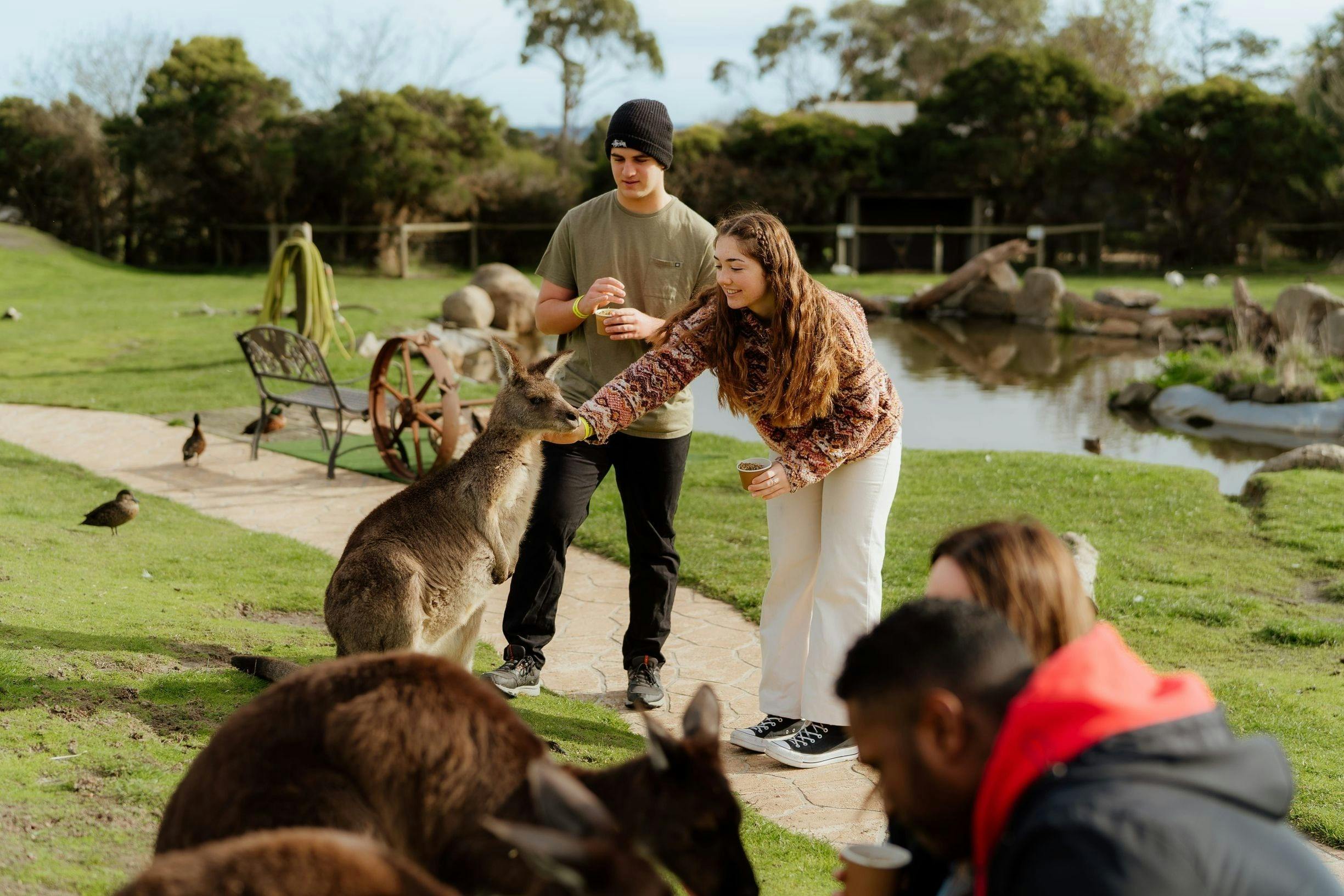 Kangaroo Feeding