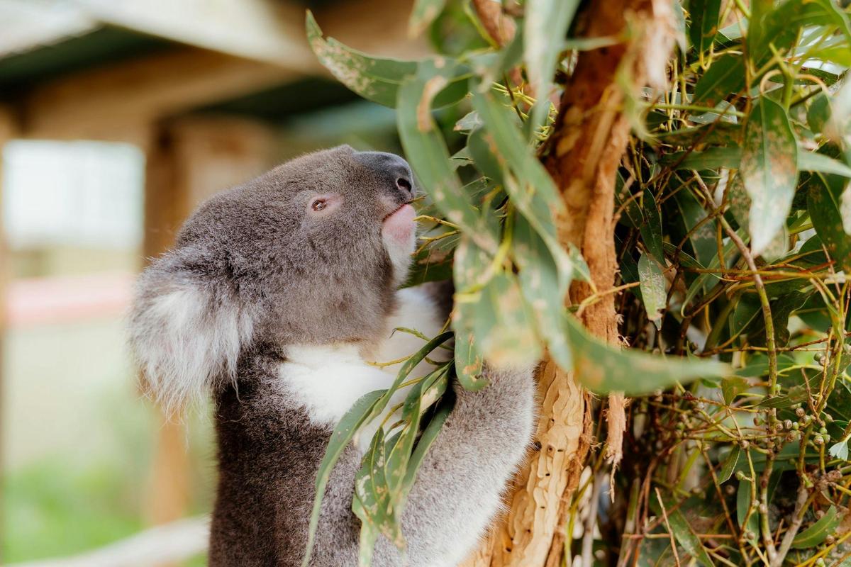a Koala in a tree with eucalyptus leaves