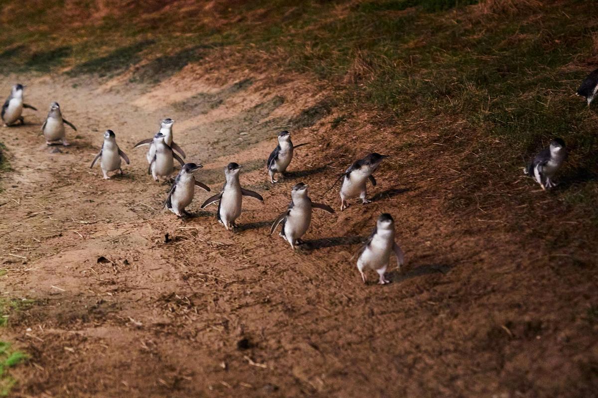 a group of penguins on the ground