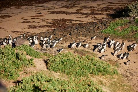 Phillip Island Penguin Parade Tour
