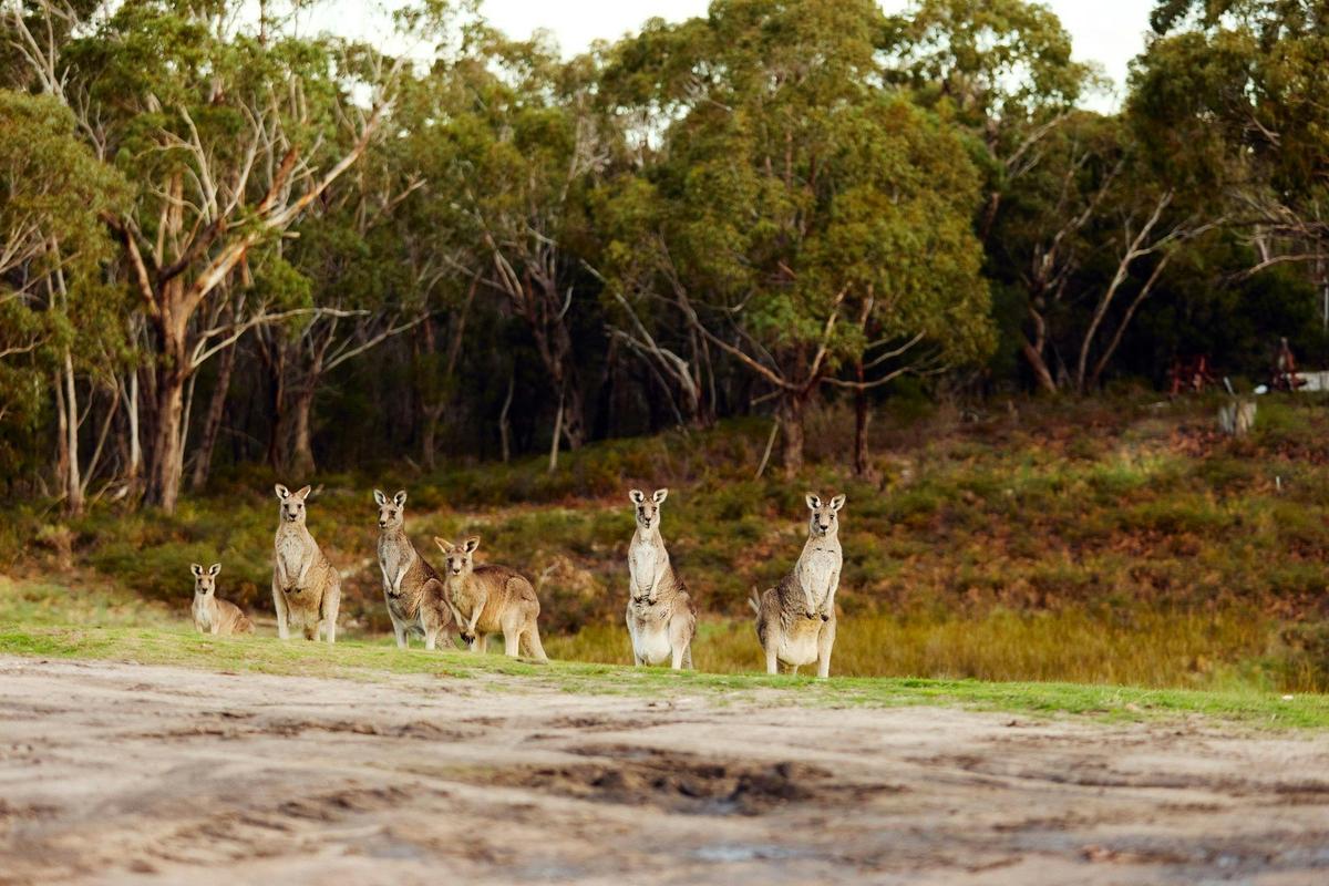 Bilby Tours