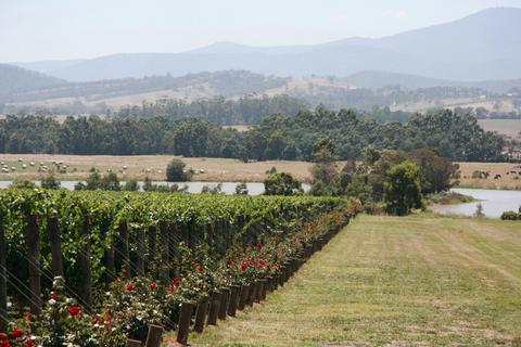 Yarra Valley vineyard