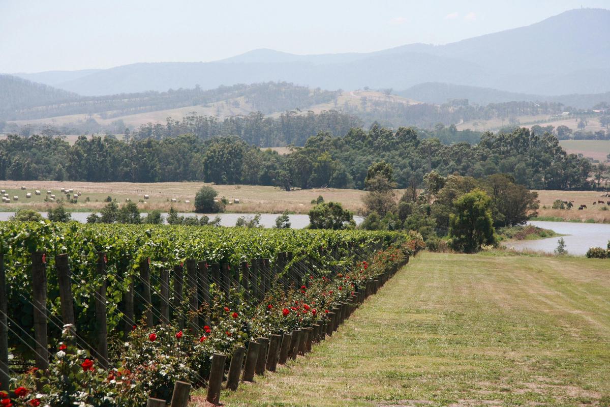 Yarra Valley vineyard