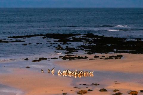 a group of fairy Penguins on a beach