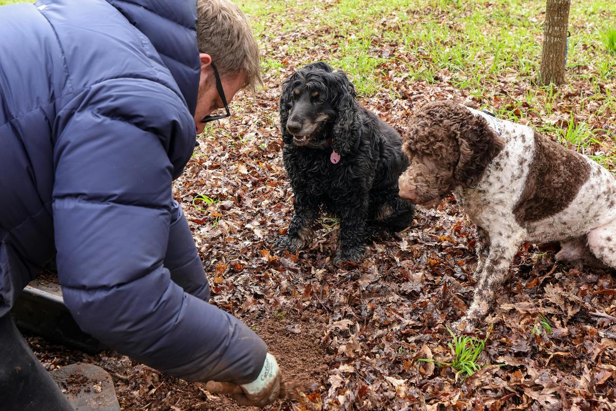 Black Cat Truffles
