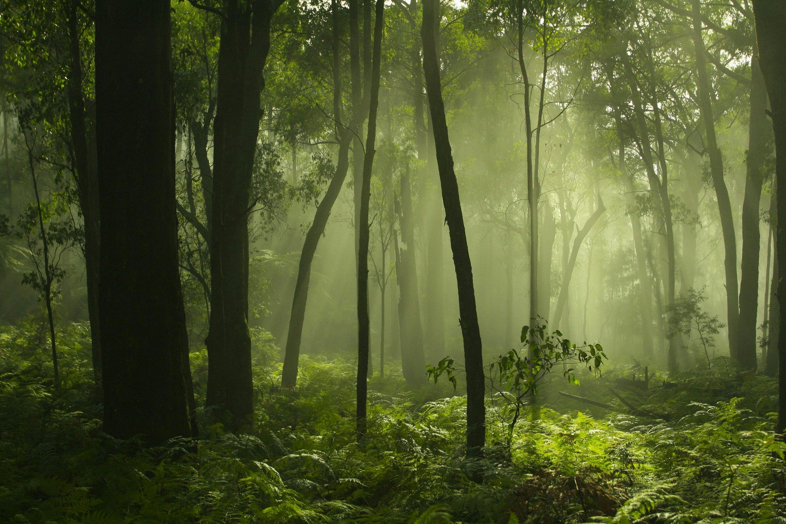 Surrounded by beautiful forest
