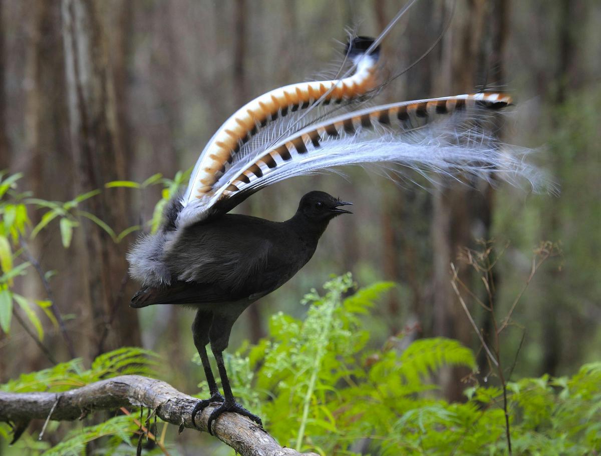 Lyrebirds cheeky birds of the Yarra Valley
