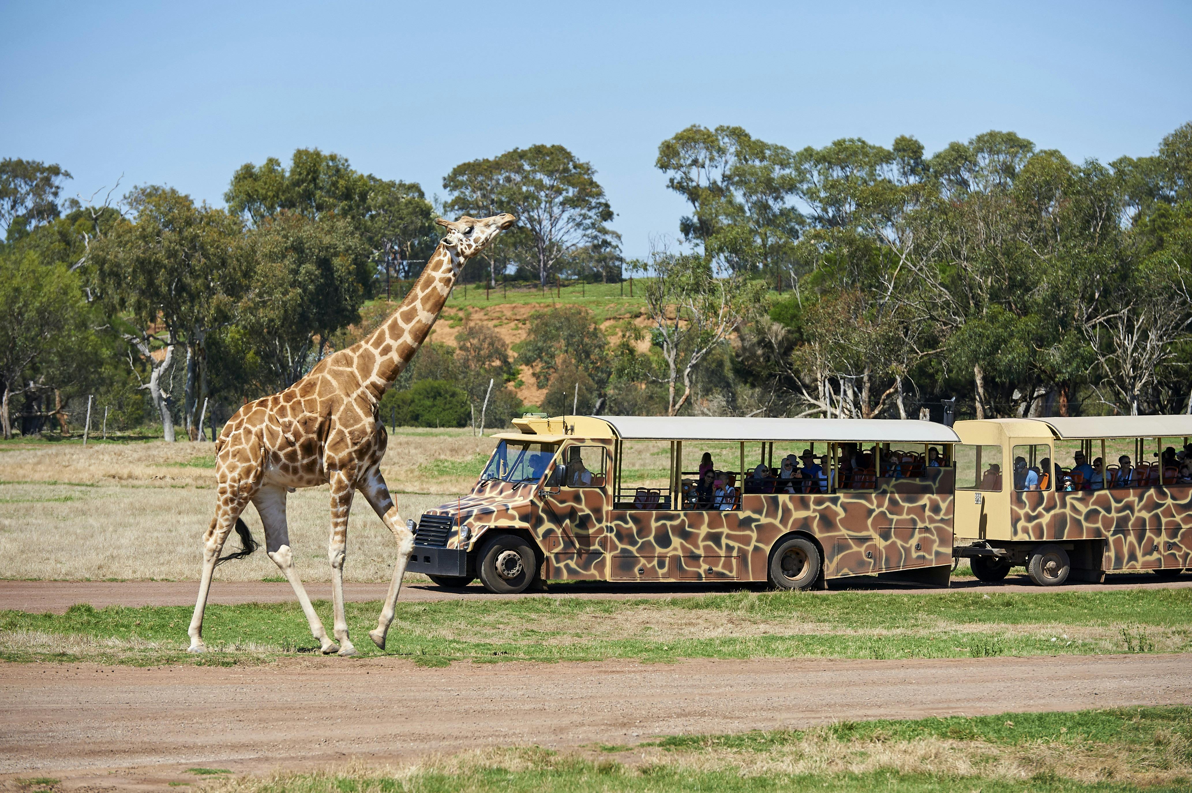 Werribee Zoo a giraffe and some visitors in a van