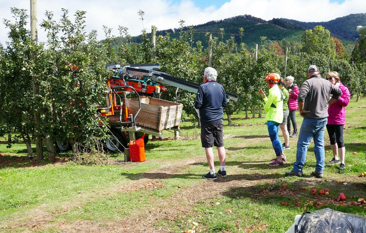 Learning about apple growing