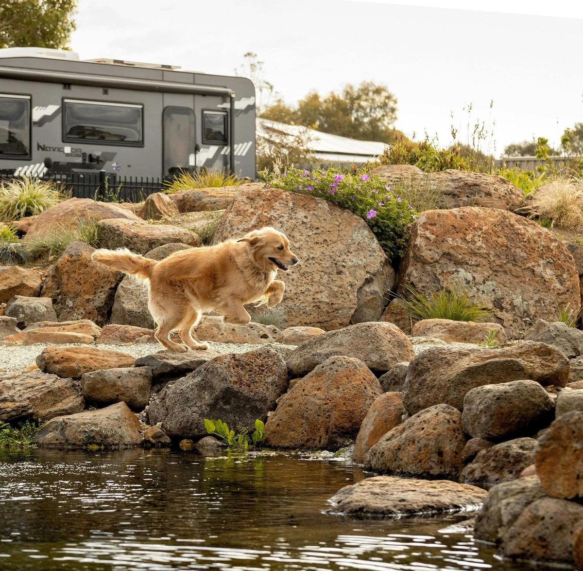 Pet Billabong