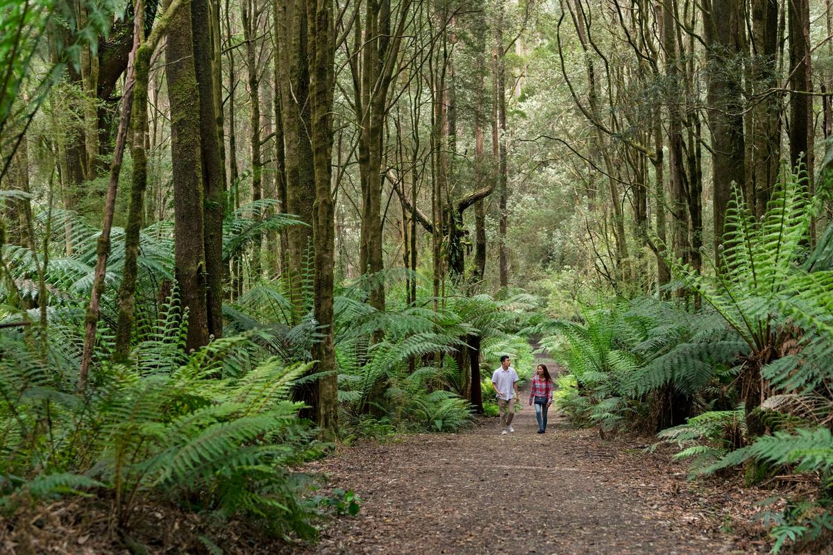 Beauchamp Falls walking track