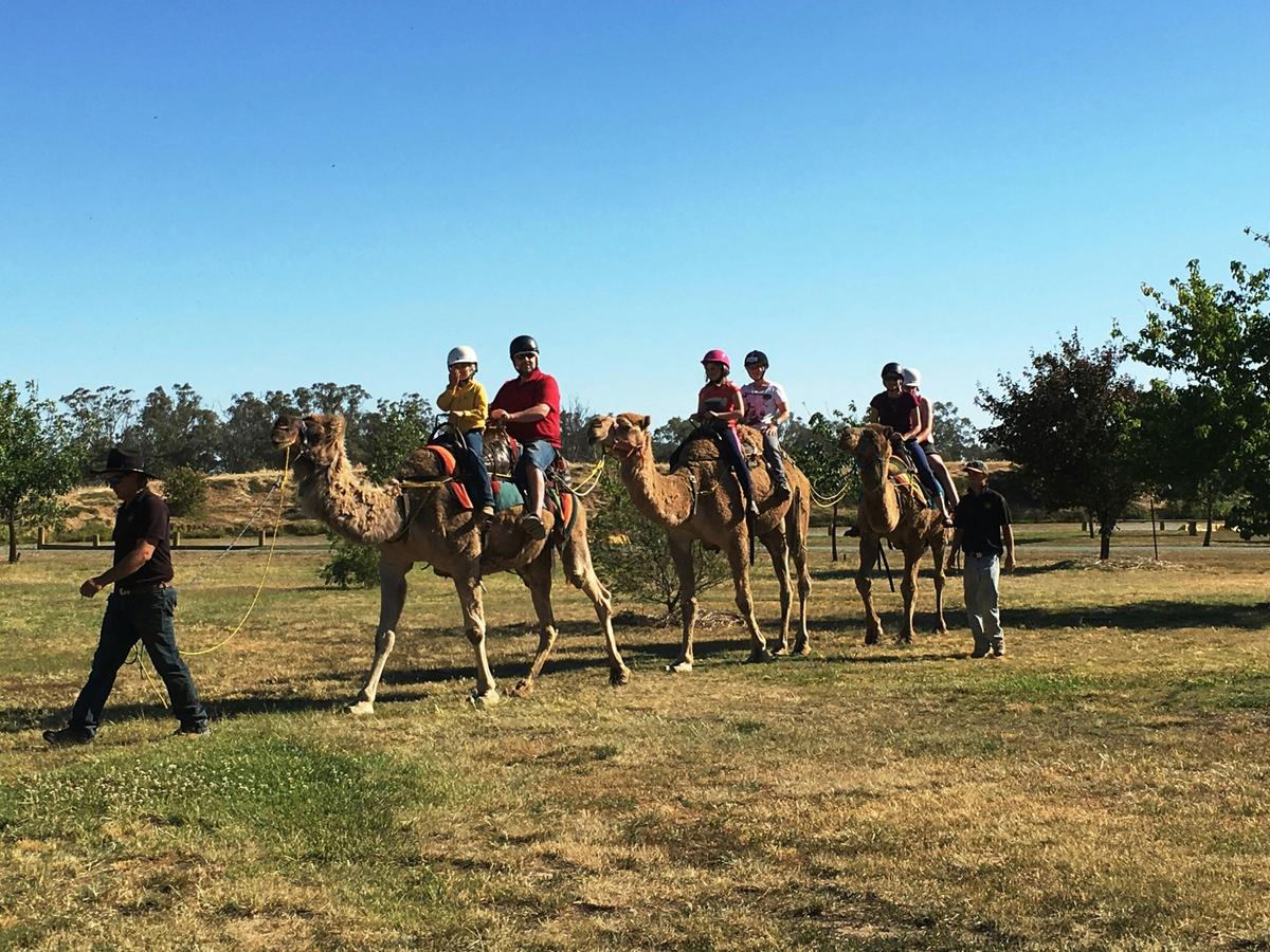 Camel Rides