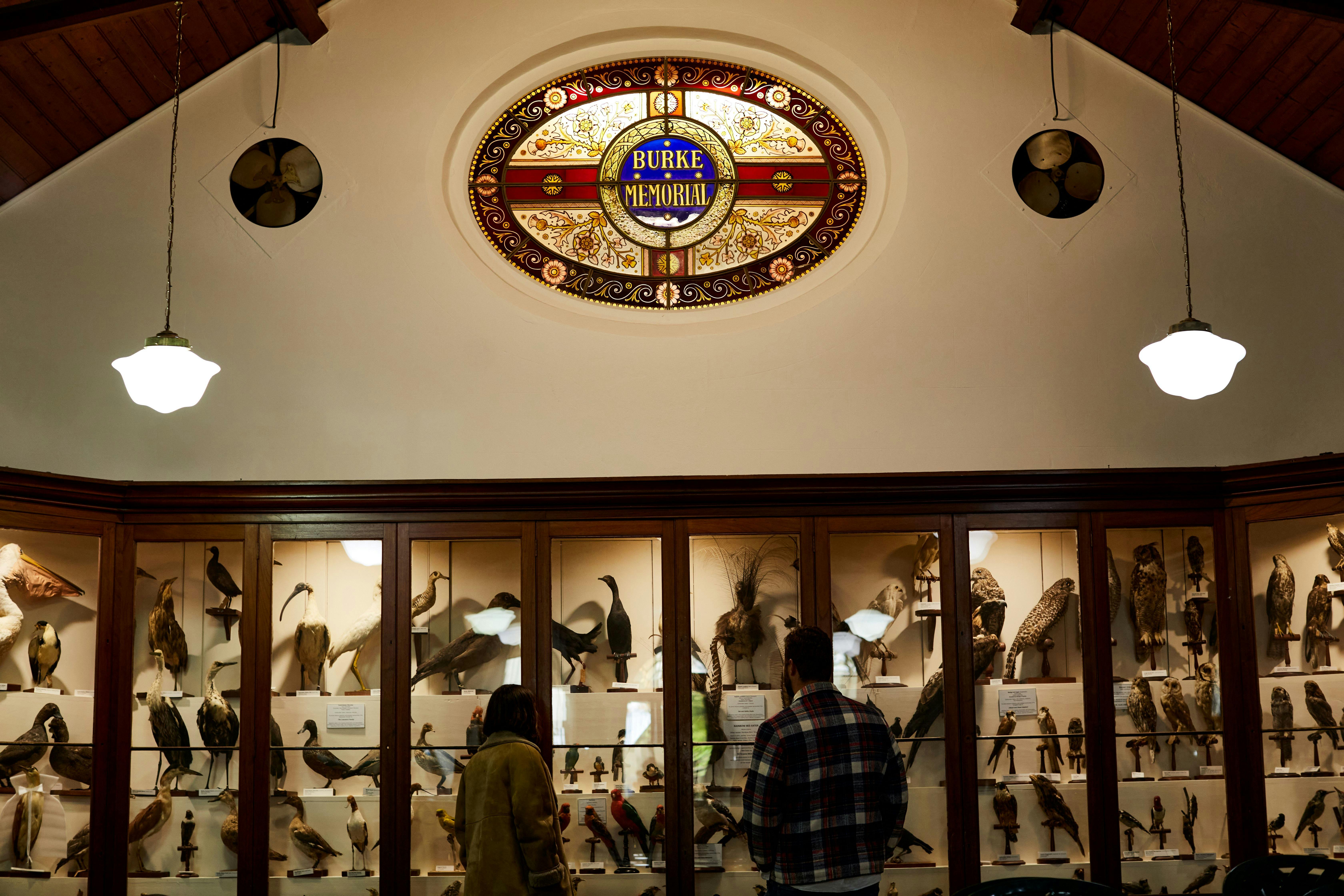 A couple viewing the taxidermy display at the Burke Museum
