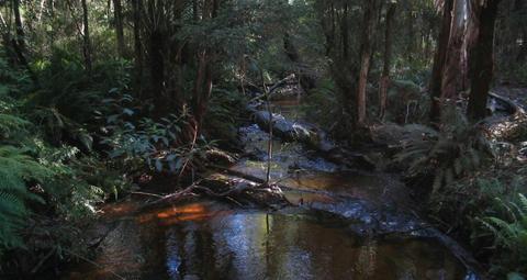 Big Pats Creek to Starlings Gap