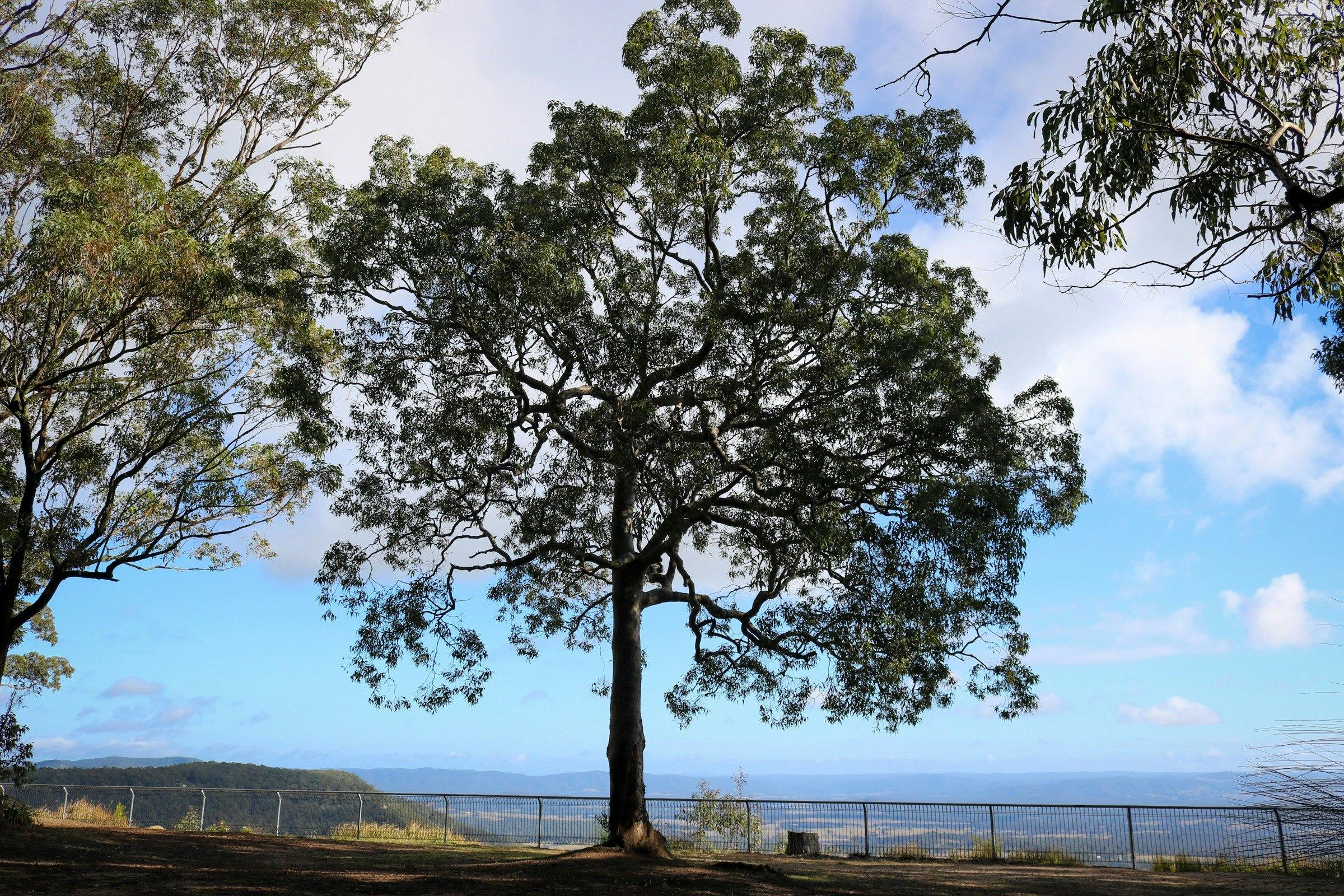 Views and trees at Heaton State Forest