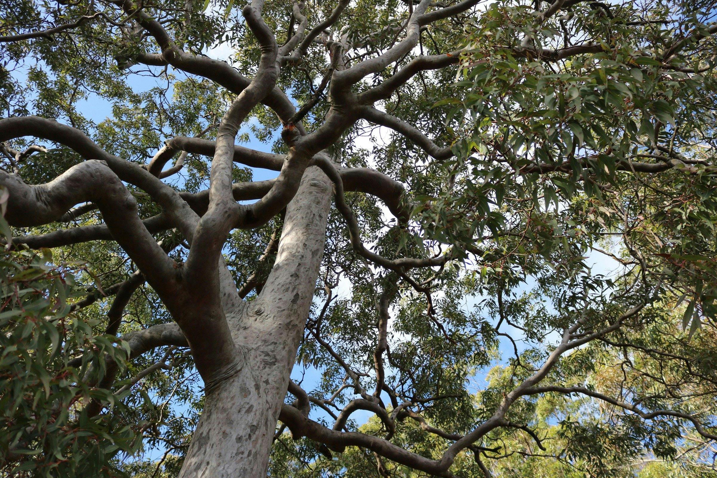 Don't forget to look up!
