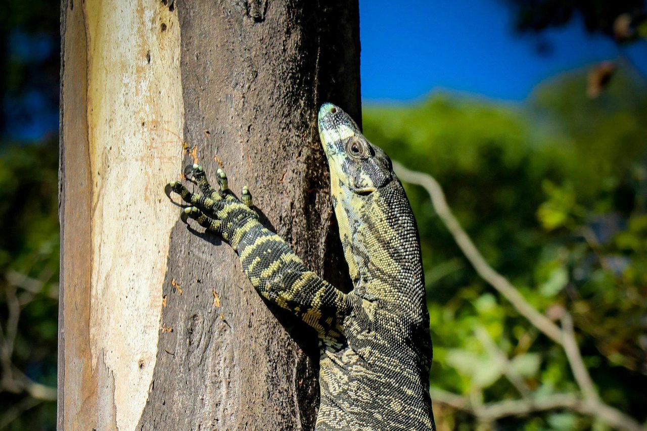Native animals in Heaton State Forest